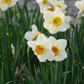 Narcissen met kleine kroon Barrett Browning (x5) - Willemse