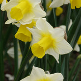 Narcissen Golden Echo (x7) - Willemse