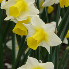 Narcissen Golden Echo (x7) - Willemse