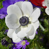 Anemonen coronaria The Bride - Willemse
