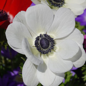 Anemonen coronaria The Bride - Anemone coronaria 'the bride' - Willemse