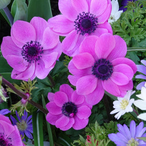Anemonen coronaria roze - Willemse