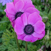 Anemonen coronaria roze - Anemone 'sylphide' - Willemse