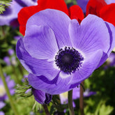 Anemonen coronaria blauw - Anemone 'm.fokker' - Willemse