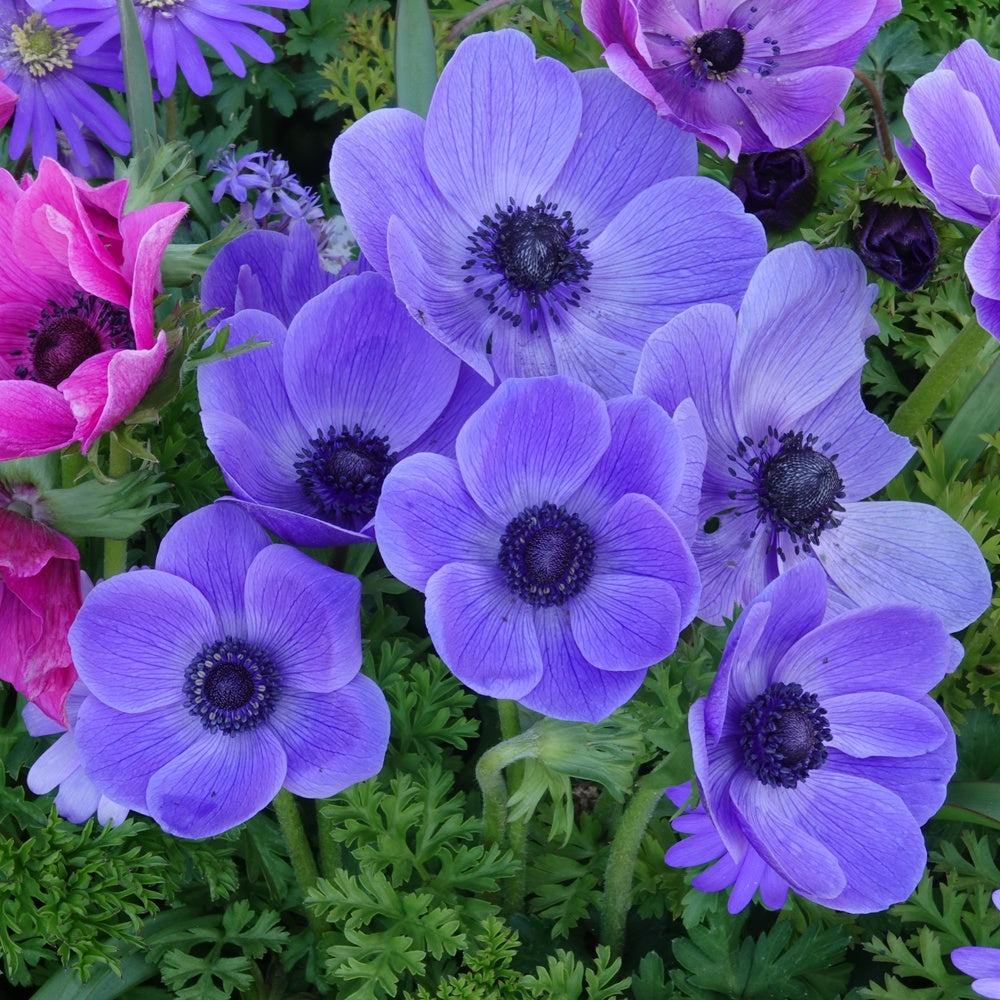 Anemonen coronaria blauw - Willemse