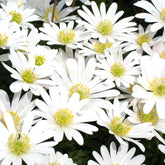 Griekse Anemonen White splendour - Willemse