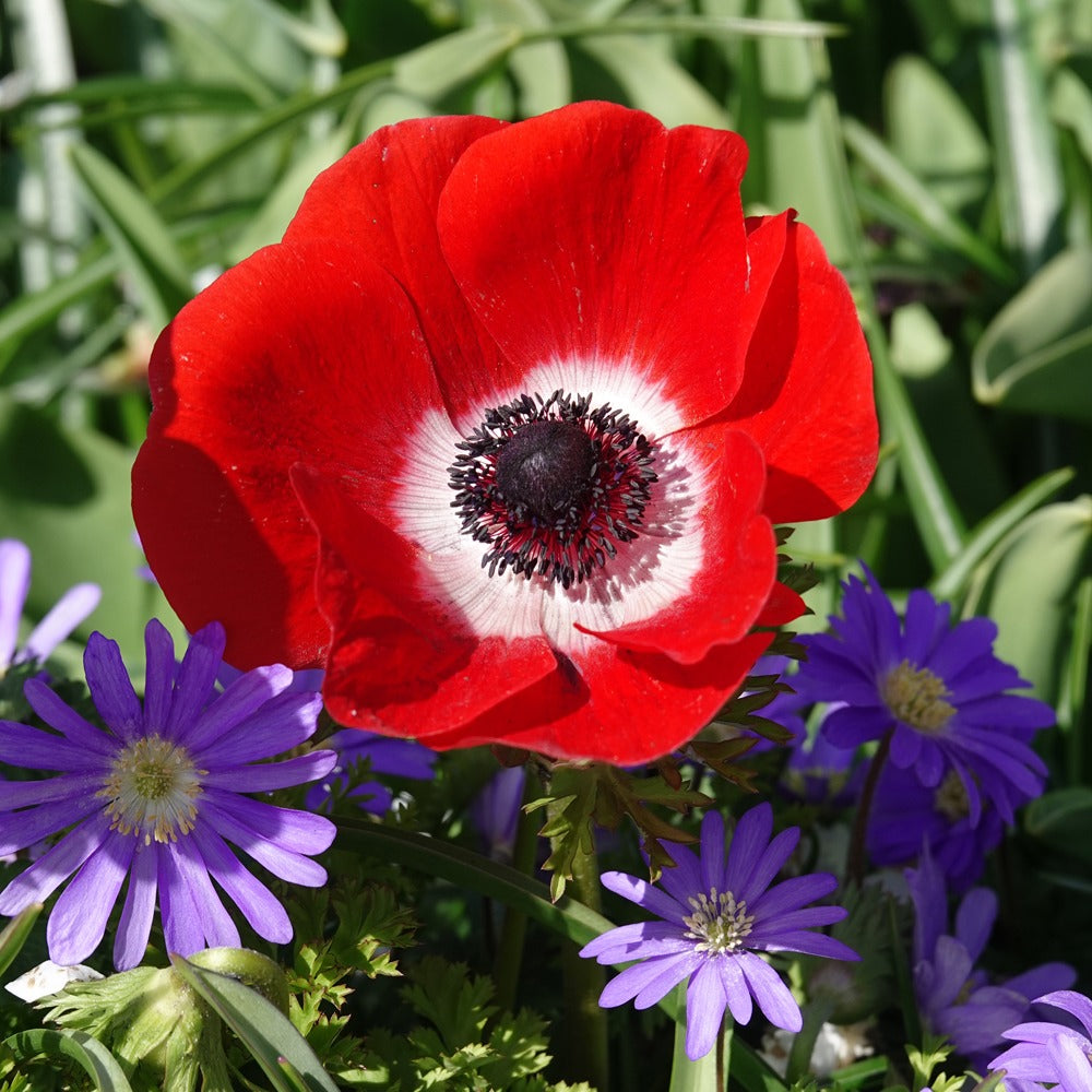 Anemonen coronaria rood - Willemse