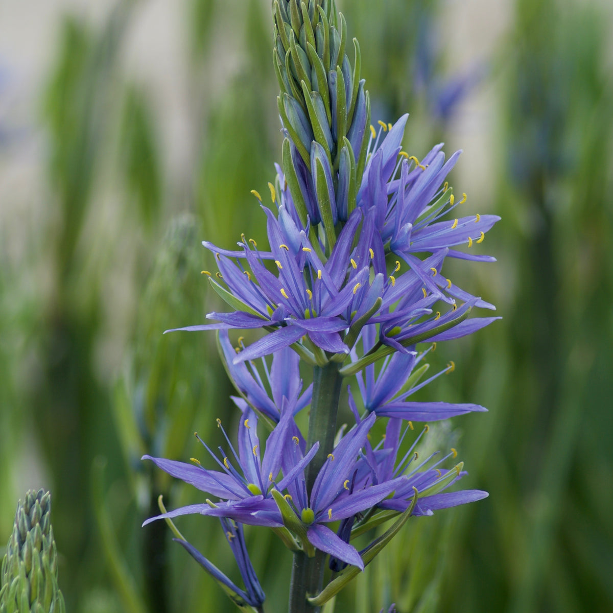 Blauwe Leichtlins camassia's - Willemse