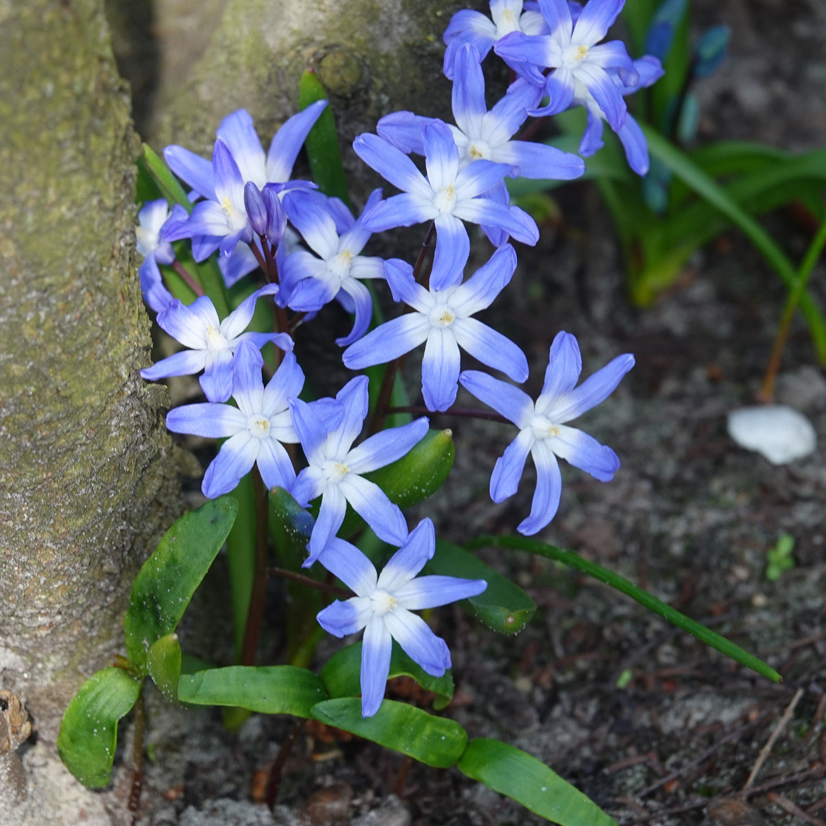 Sneeuwglorie 'Forbesii' - Chionodoxa 'forbesii' - Willemse
