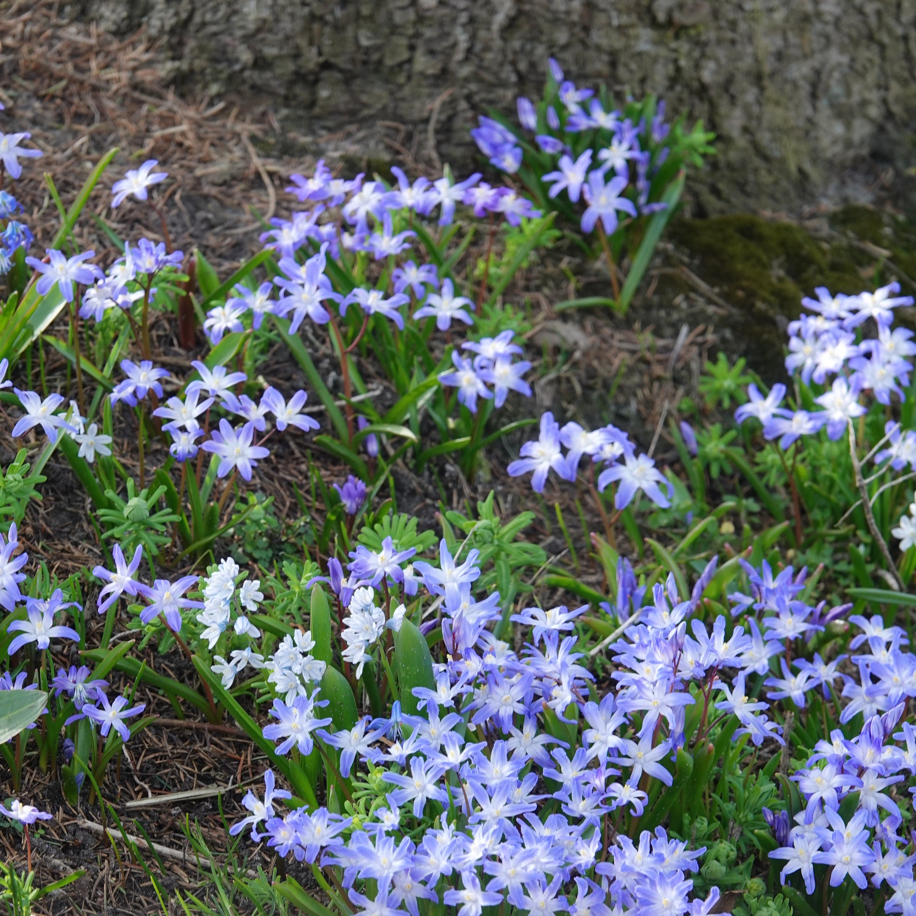 Sneeuwglorie 'Forbesii' - Willemse