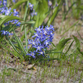 Sneeuwglorie 'Luciliae' - Willemse