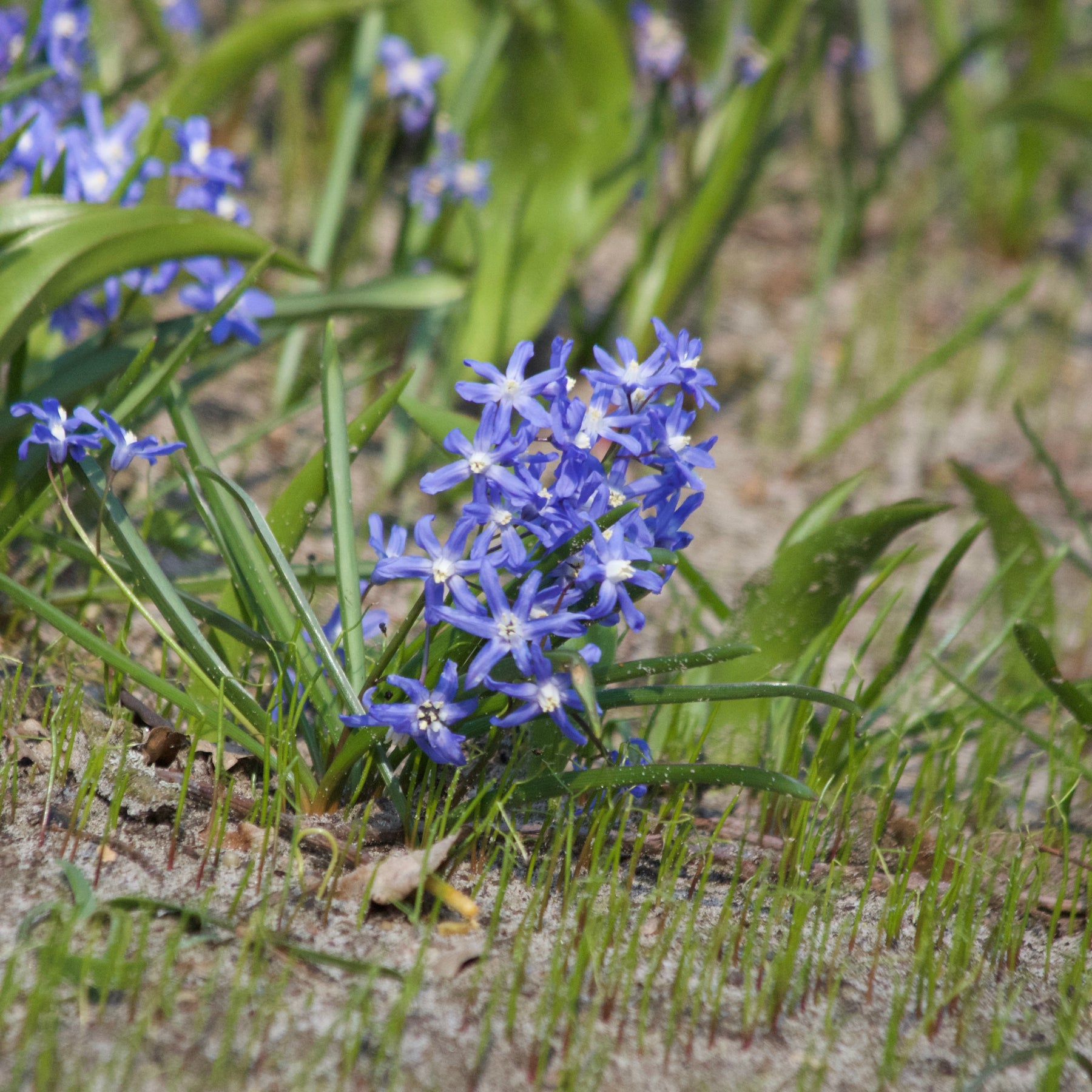 Sneeuwglorie 'Luciliae' - Willemse