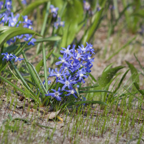 Sneeuwglorie 'Luciliae' - Willemse