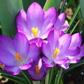Hybride Crocussen Ruby Giant - Willemse