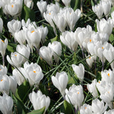 Grote Bloemkrokussen Jeanne d'Arc - Crocus 'jeanne d'arc' - Willemse
