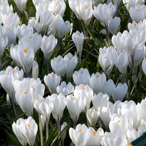 Grote Bloemkrokussen Jeanne d'Arc - Willemse