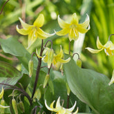 Pagode erythronium - Erythronium 'pagoda' - Willemse