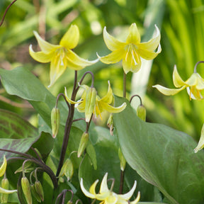 Pagode erythronium - Erythronium 'pagoda' - Willemse