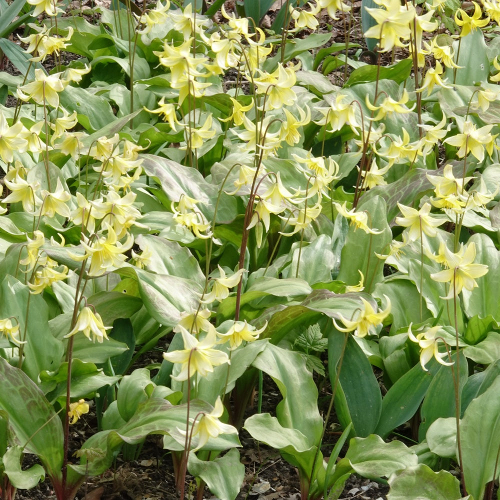 Erythronium 'pagoda' - Pagode erythronium - Voorjaarsbloeiers