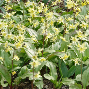 Erythronium 'pagoda' - Pagode erythronium - Voorjaarsbloeiers