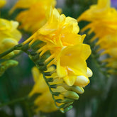 Gele Freesia - Willemse