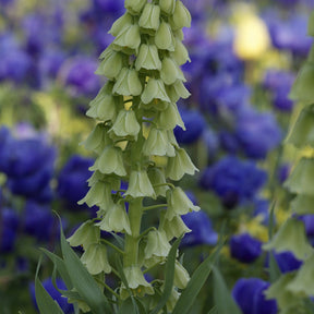 Perzische Fritillaria Ivory Bells - Willemse