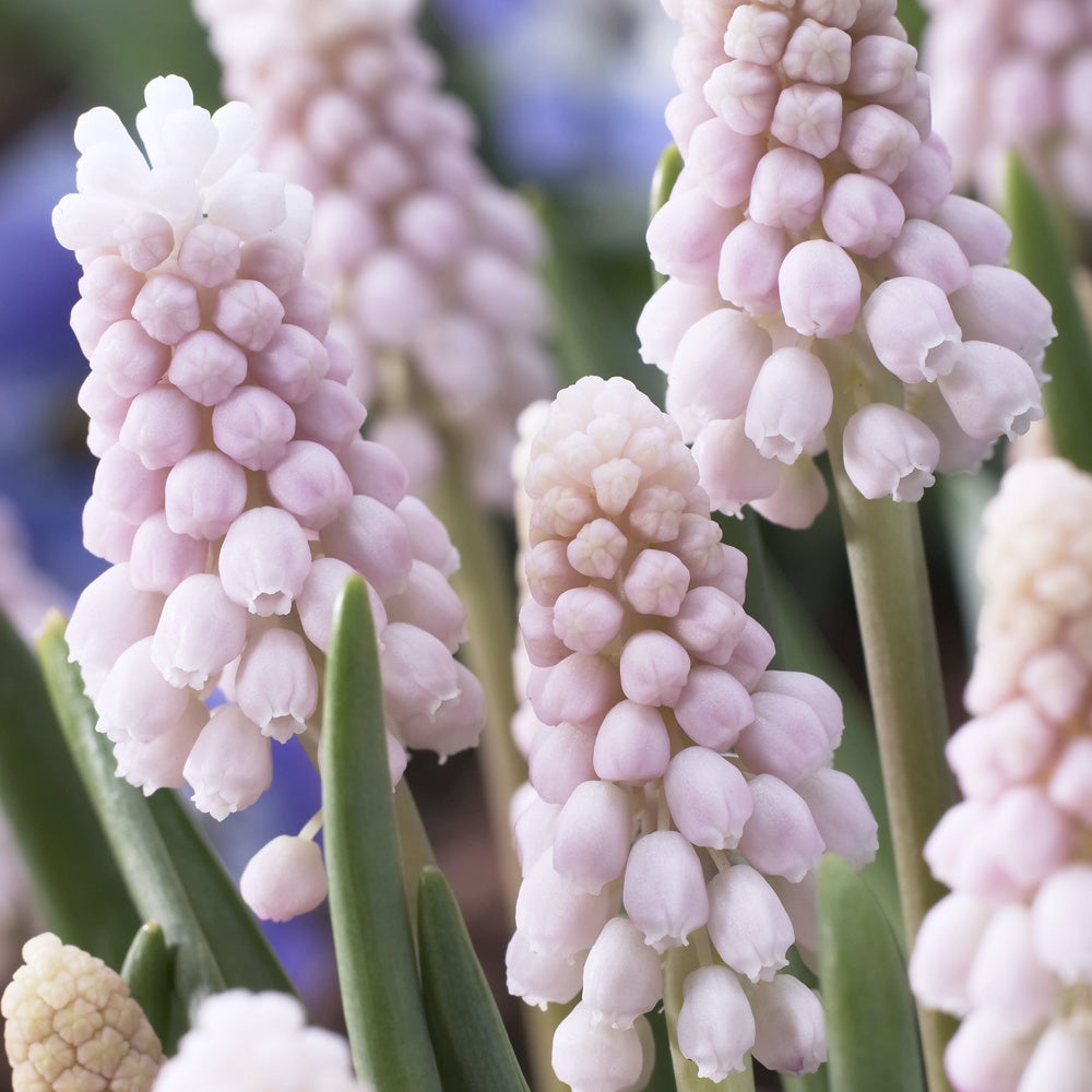 Roze Muscari Pink Sunrise - Muscari 'pink sunrise' - Willemse