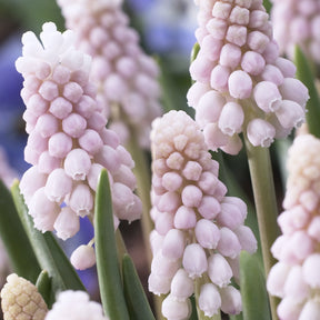Roze Muscari Pink Sunrise - Muscari 'pink sunrise' - Willemse