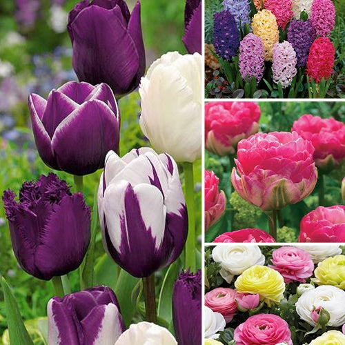 130 bloembollen verrassingspakket - Willemse