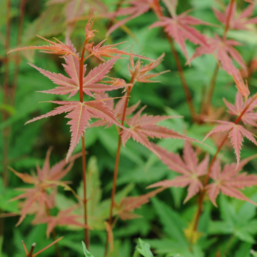 Japanse esdoorn - Japanse esdoorn 'Phoenix' - Acer palmatum phoenix