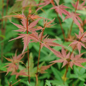 Japanse esdoorn - Japanse esdoorn 'Phoenix' - Acer palmatum phoenix