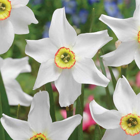 Dichtersnarcis (x10) - Narcissus poeticus Recurvus - Willemse