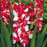 Grootbloemige gladiool 'Zizanie' (x25) - Gladiolus zizanie - Gladiolen