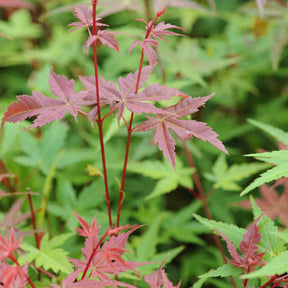 Japanse esdoorn - Japanse esdoorn 'Beni-maiko' - Acer palmatum Beni Maiko