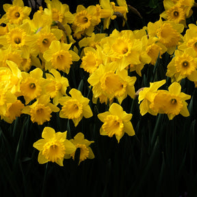 Narcis 'Dutch Master' (x5) - Narcissus 'dutch master'