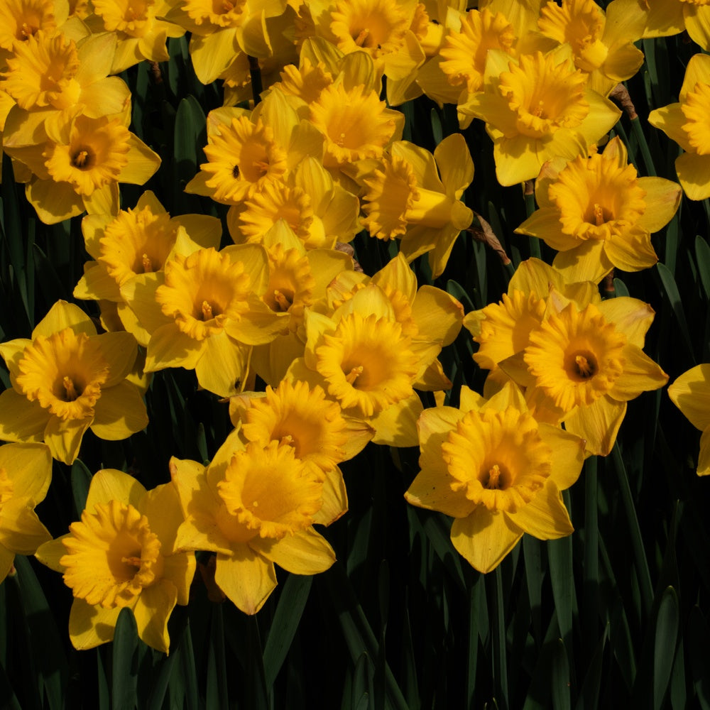 Narcis 'Dutch Master' (x5) - Narcissus 'dutch master'