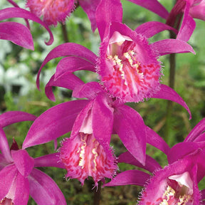 Tuinorchidee 'Tongariro' - Pleione tongariro