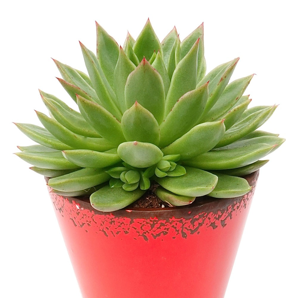 Echeveria - Echeveria agavoides - Op soort