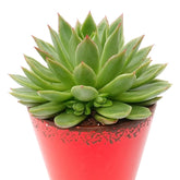 Echeveria - Echeveria agavoides - Op soort