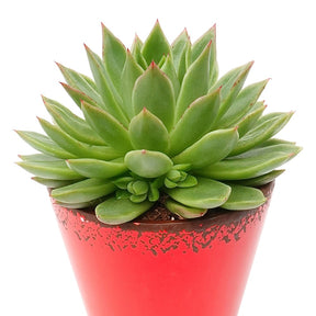 Echeveria - Echeveria agavoides - Op soort