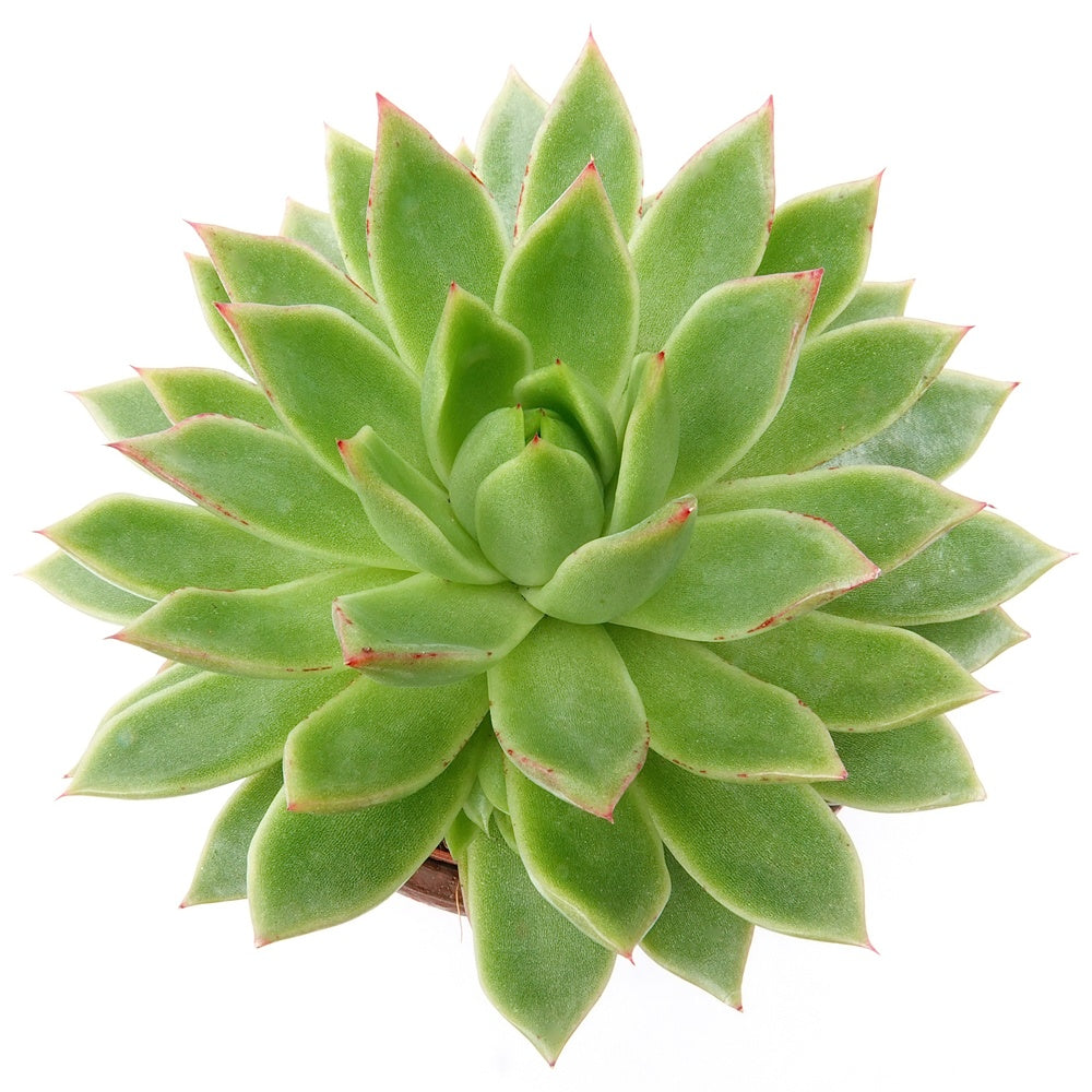 Echeveria - Echeveria agavoides - Cactus