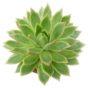 Echeveria - Echeveria agavoides - Cactus