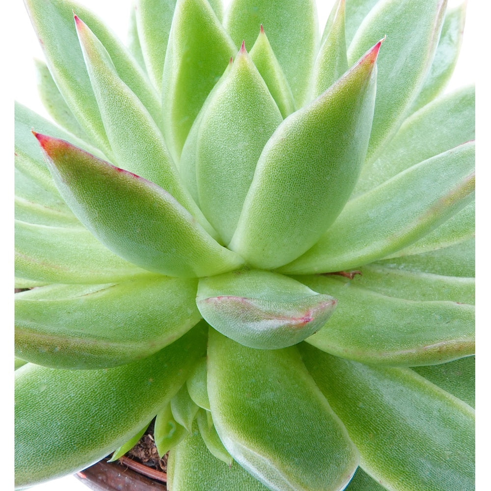 Echeveria - Echeveria agavoides
