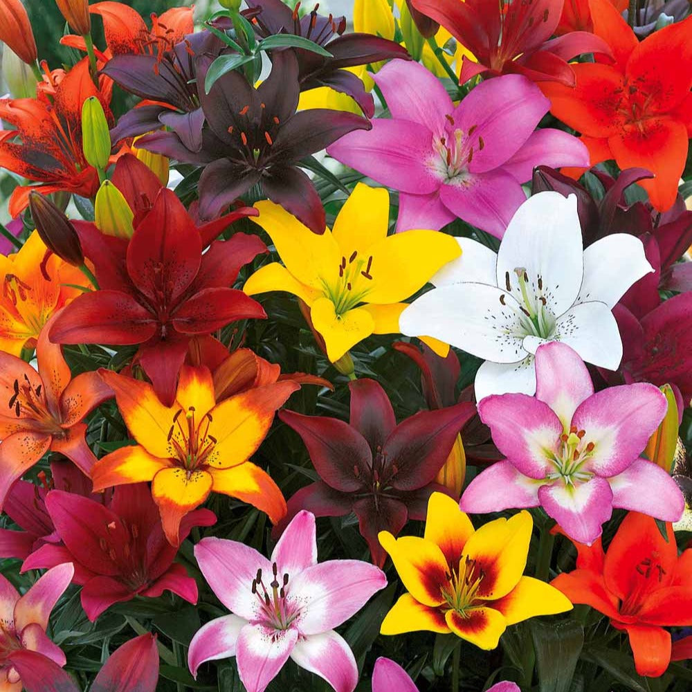 Verkoop Asiatische lelie 'Mid Century' - Lilium mid-century