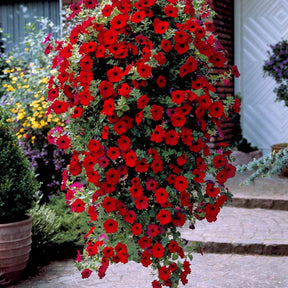 Petunia - Hangpetunia rood (x3) - Petunia en Calibrachoa