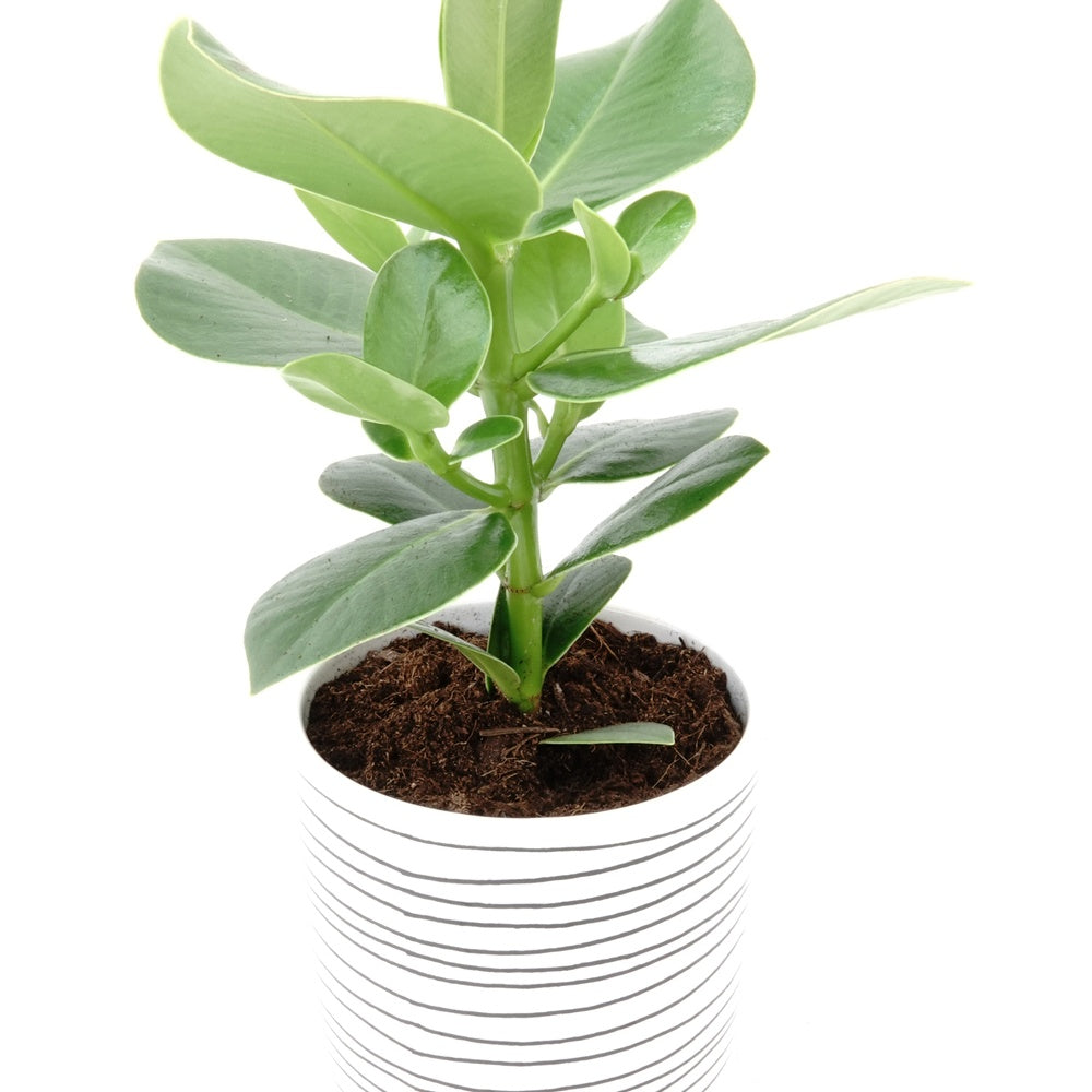 Clusia 'Princess' - Clusia rosea princess - Willemse