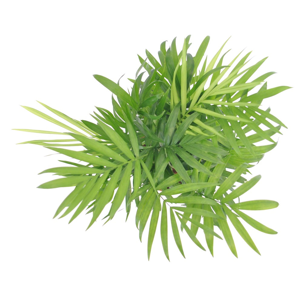 Mexicaanse dwergpalm - Binnenpalmen - Willemse