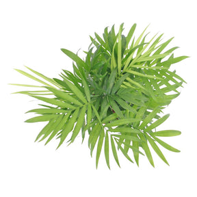 Mexicaanse dwergpalm - Binnenpalmen - Willemse