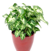 Syngonium 'Pixie' - Syngonium pixie