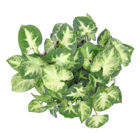Syngonium 'Pixie' - Syngonium pixie